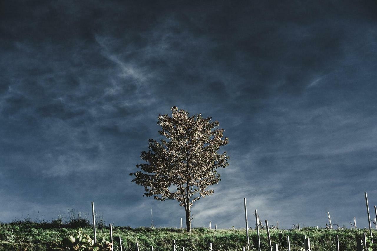 Winnica Agat Świerzawa Esterno foto