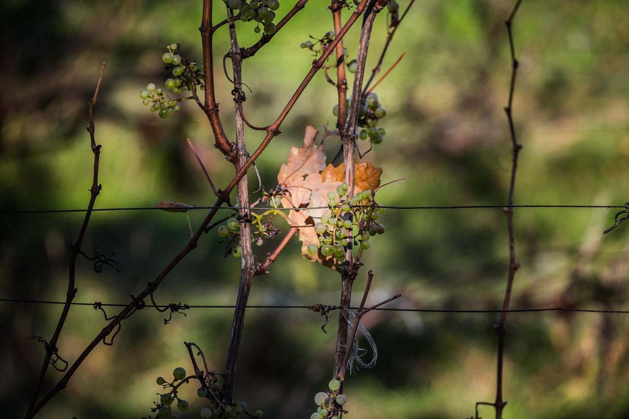 Winnica Agat Świerzawa Esterno foto